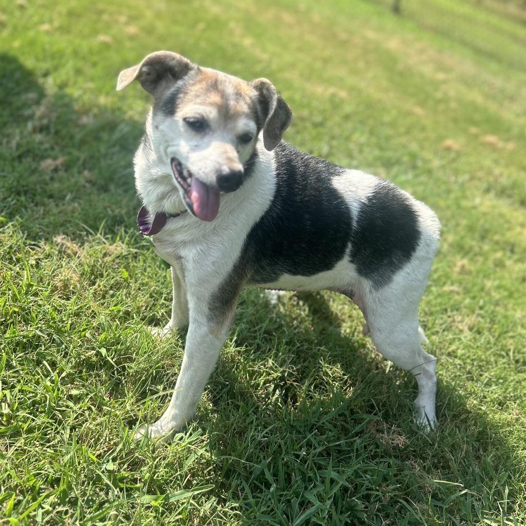 Sorsha, Adoptable, Senior Female Beagle & Mixed Breed.