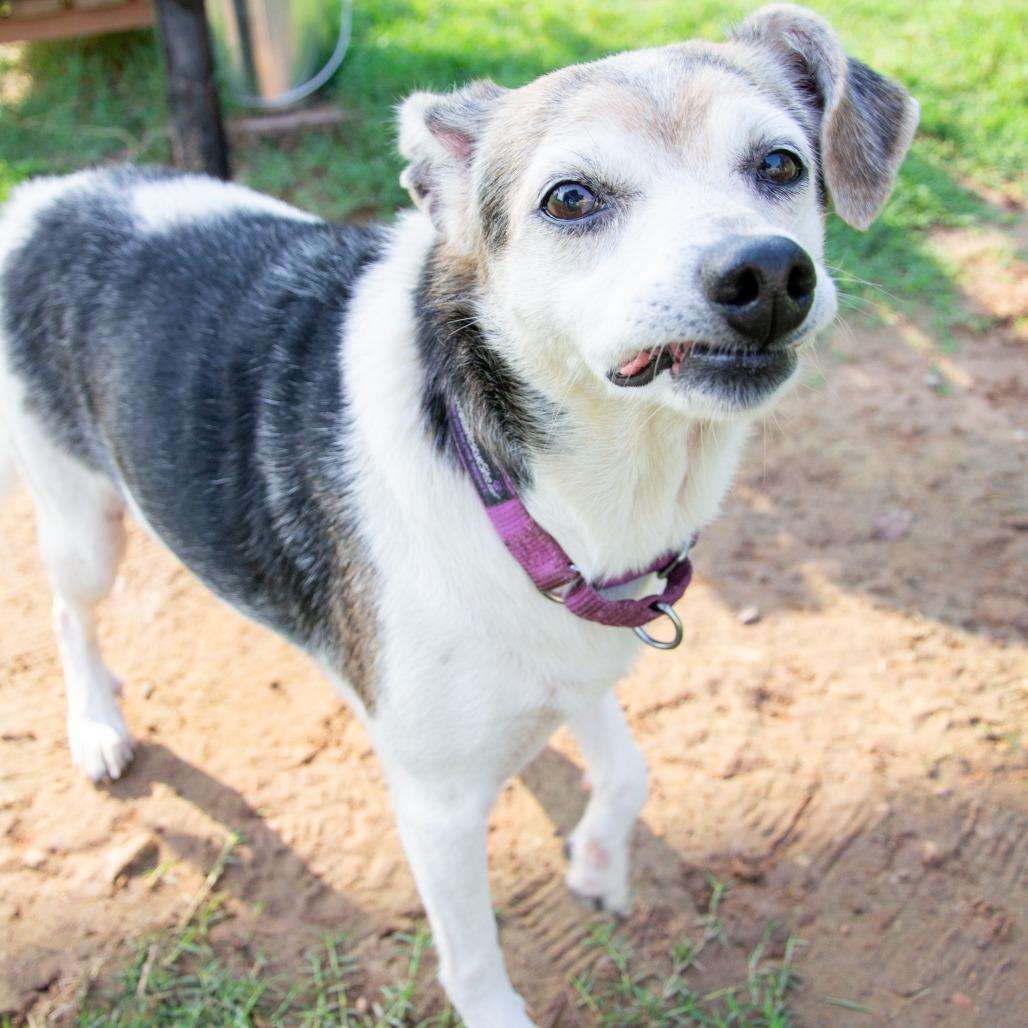 Enlarge Sorsha, a Adoptable mixed breed in Cabot, AR image 2/4