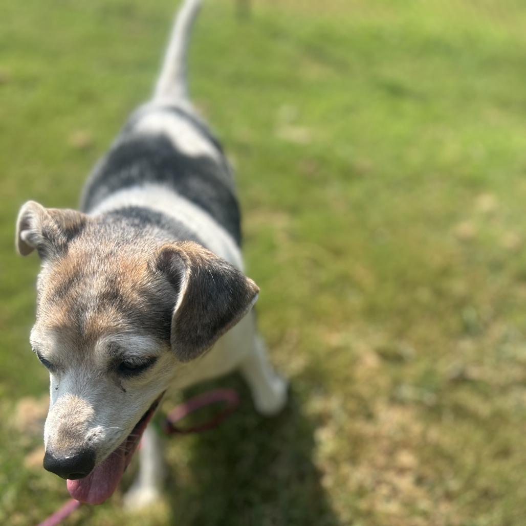 Enlarge Sorsha, a Adoptable mixed breed in Cabot, AR image 3/4