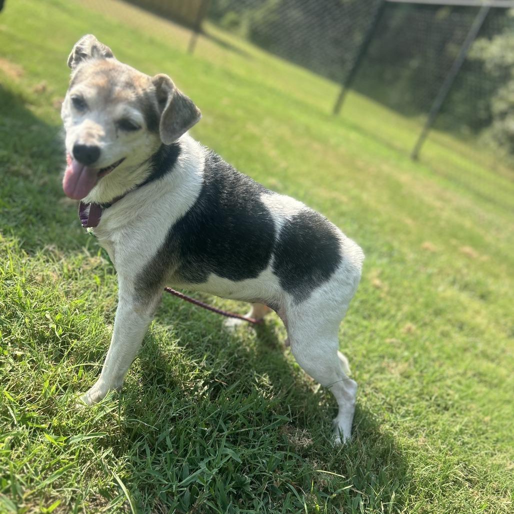 Enlarge Sorsha, a Adoptable mixed breed in Cabot, AR image 4/4