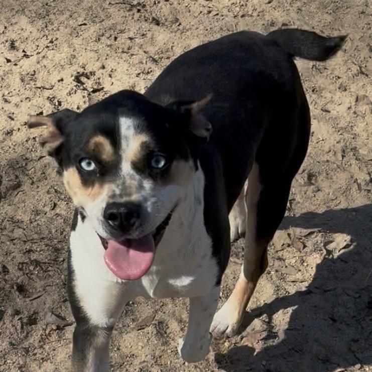 Lexi, Adoptable, Young Female Husky.