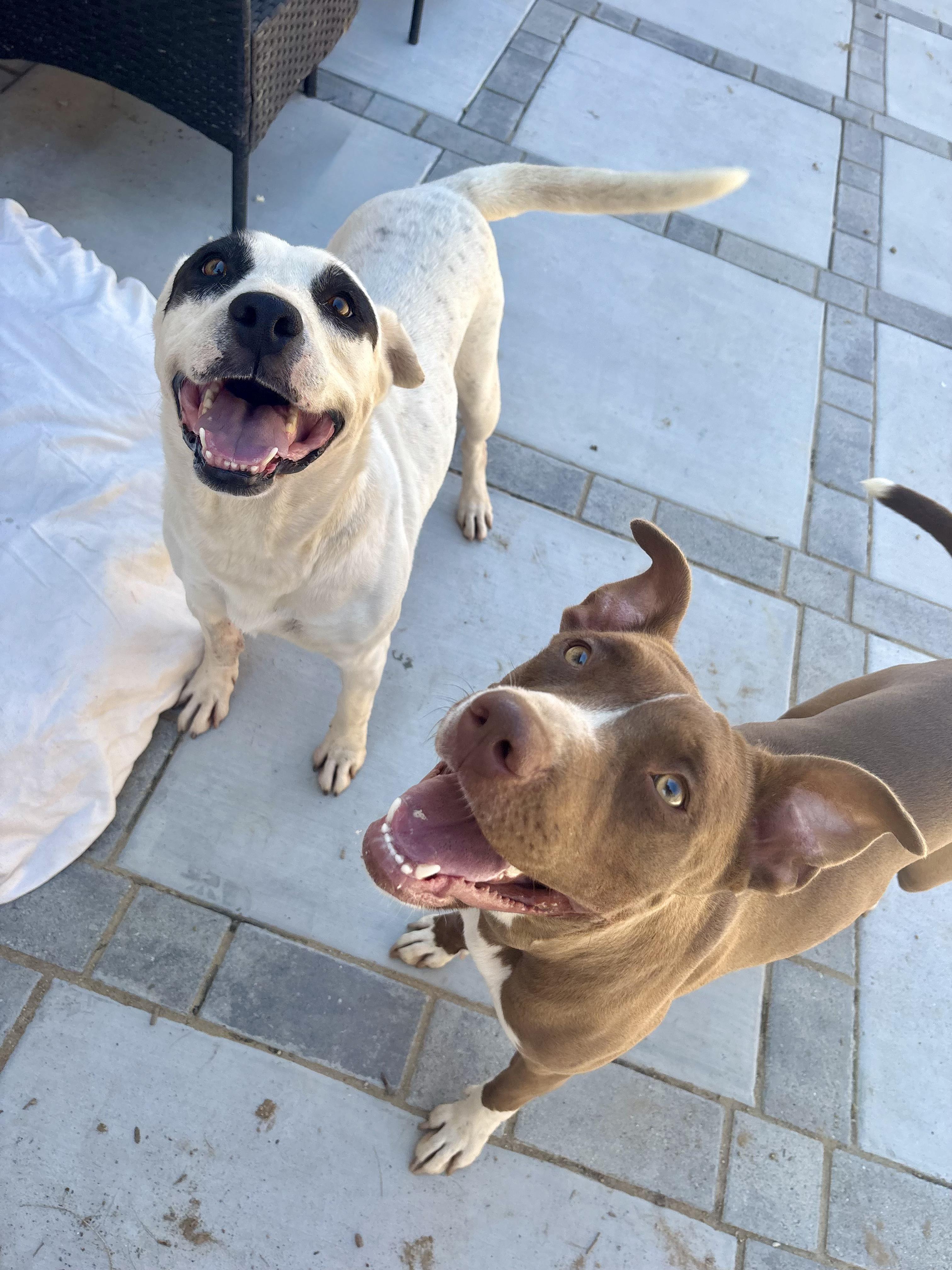 Enlarge COOKIE, a Adoptable Pit Bull Terrier in Portland , OR image 2/6