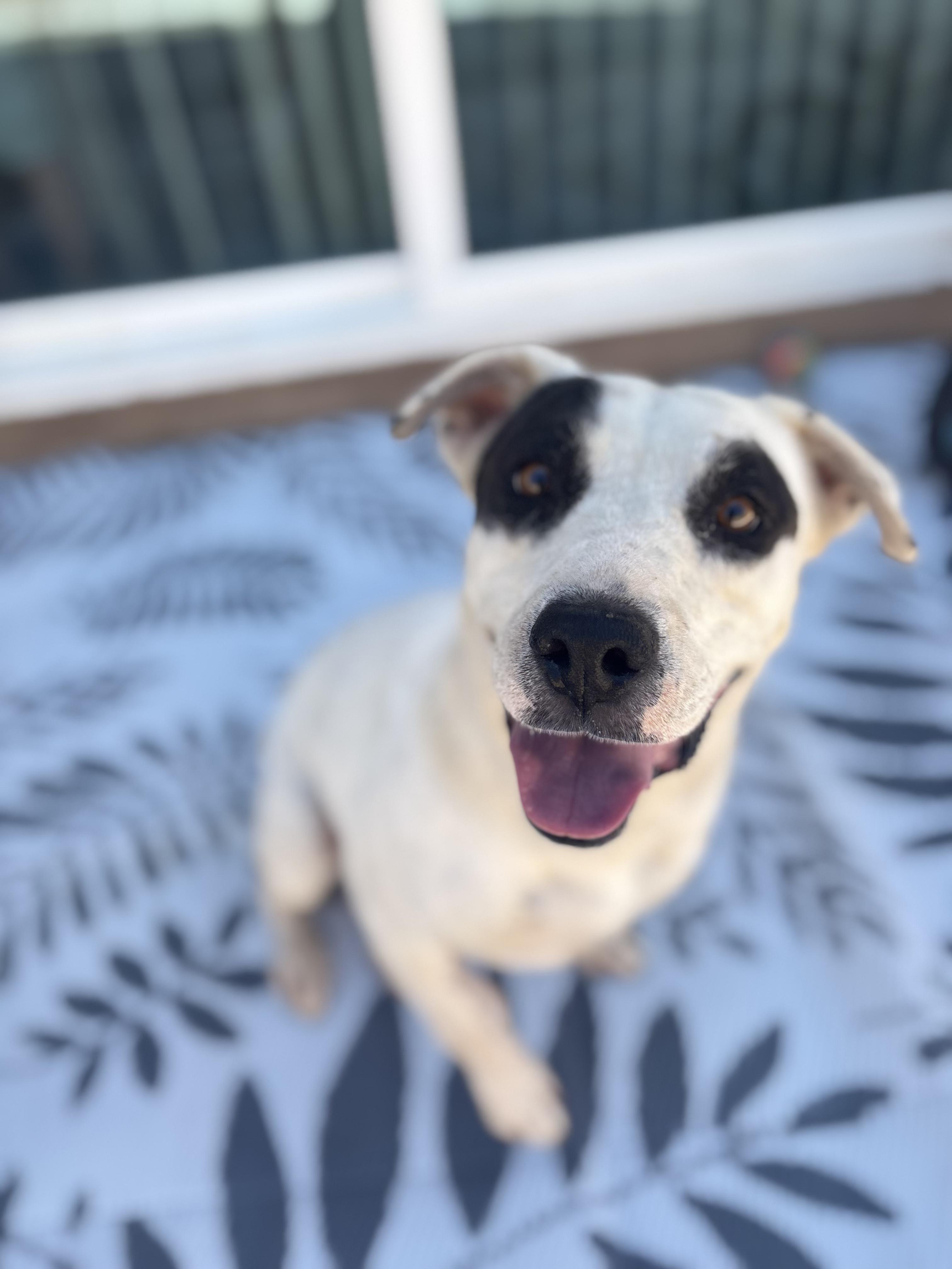 Enlarge COOKIE, a Adoptable Pit Bull Terrier in Portland , OR image 4/6