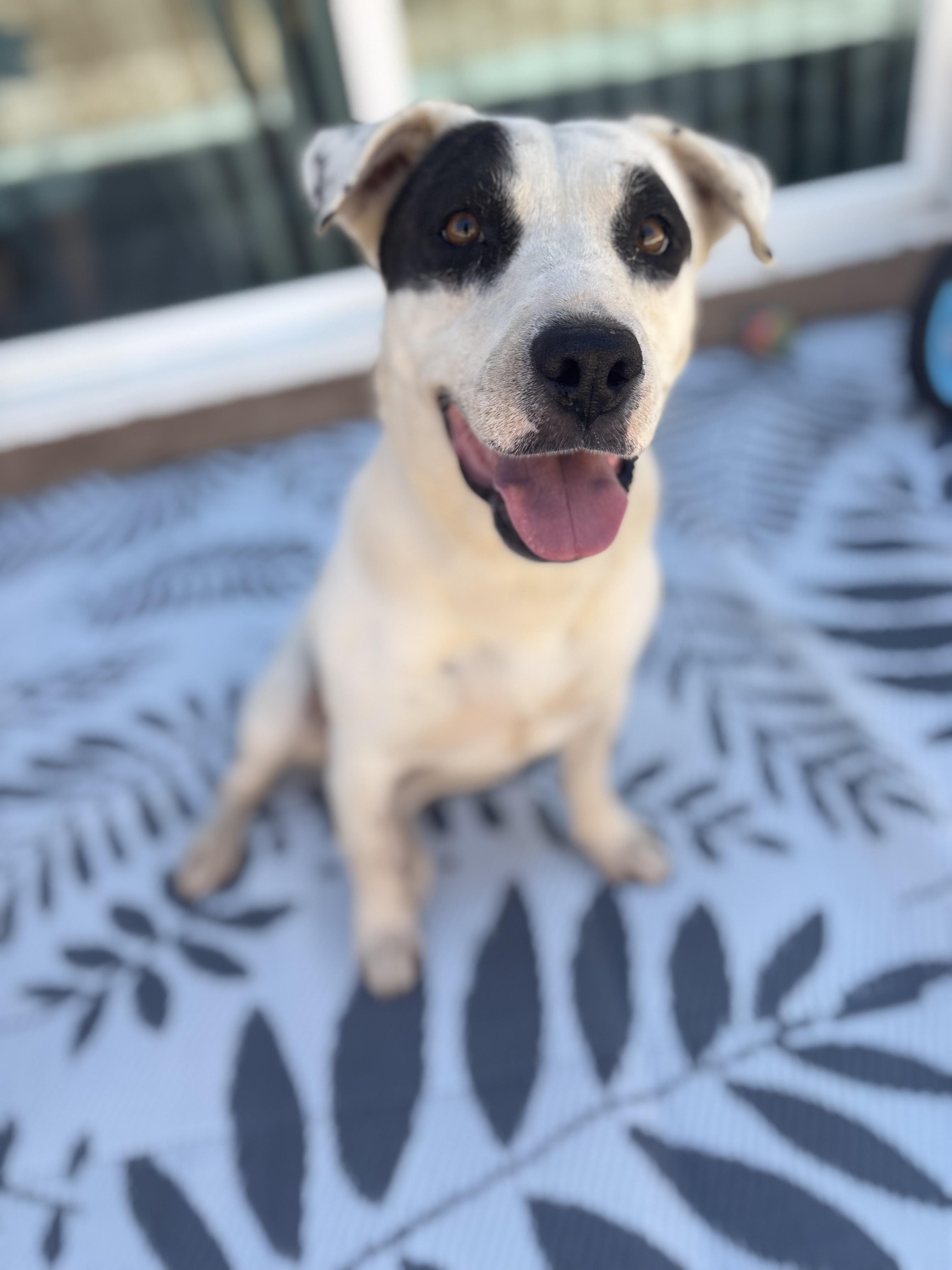 Enlarge COOKIE, a Adoptable Pit Bull Terrier in Portland , OR image 3/6