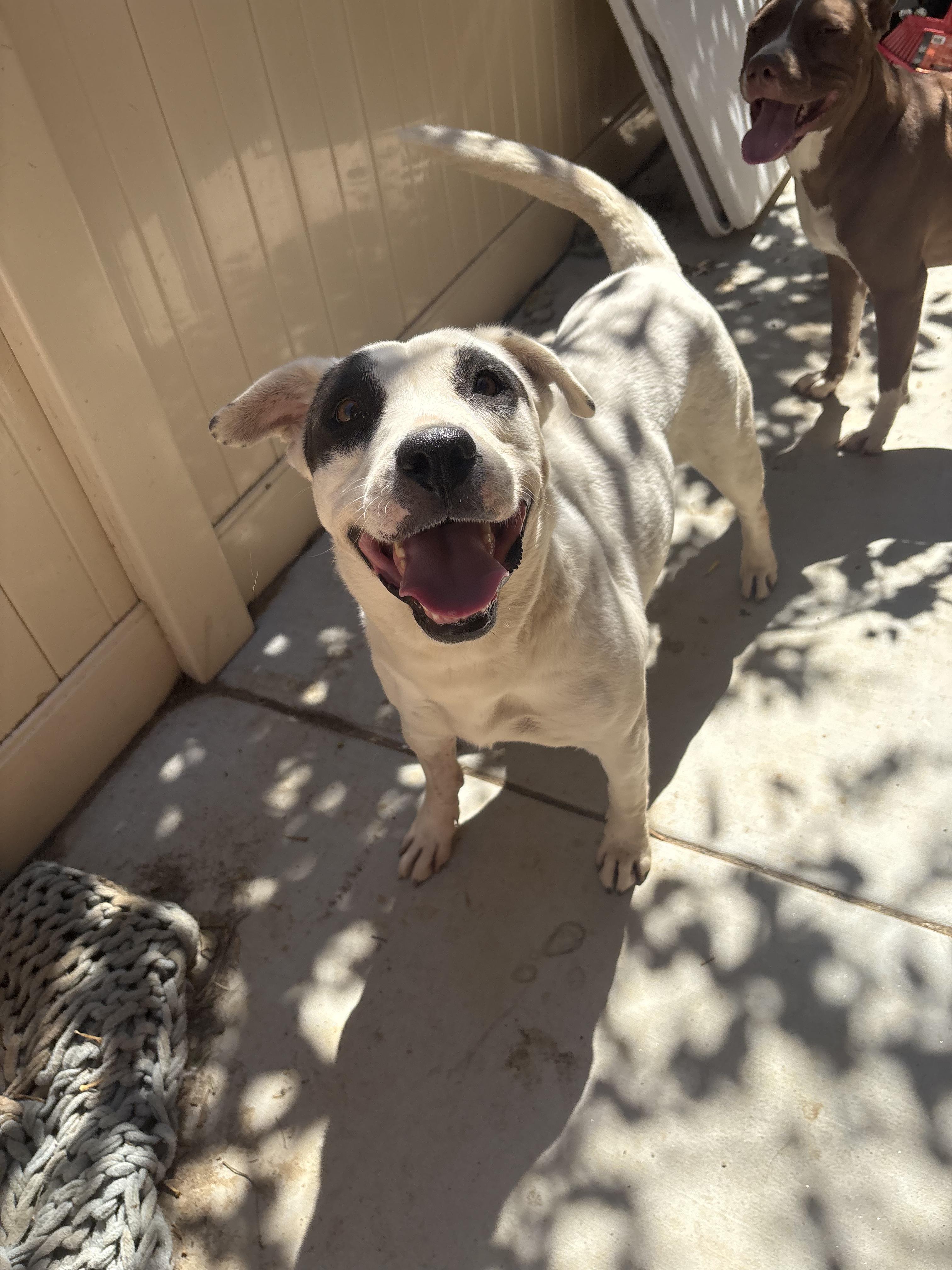 Enlarge COOKIE, a Adoptable Pit Bull Terrier in Portland , OR image 6/6