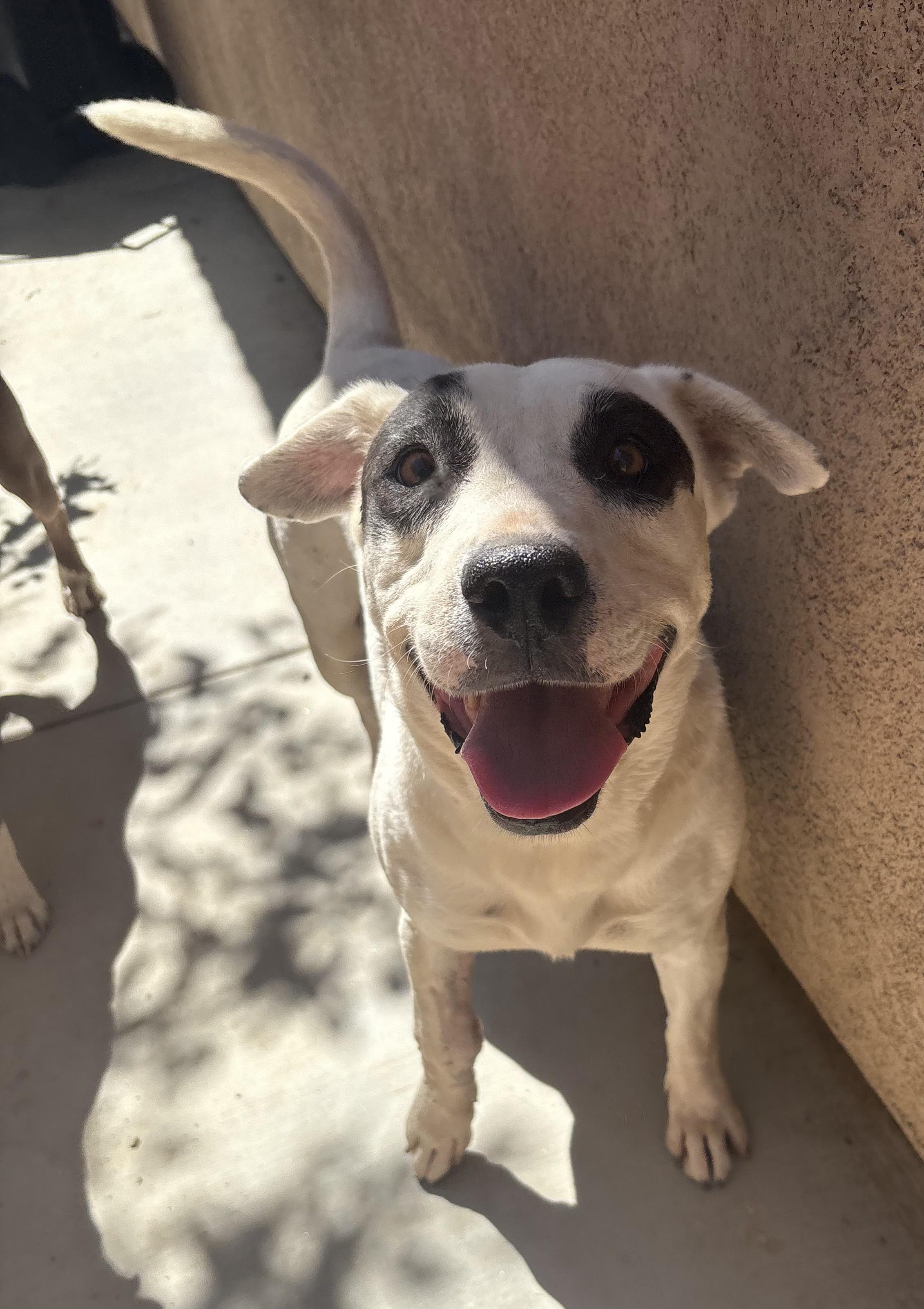 COOKIE, Adoptable, Young Female Pit Bull Terrier.