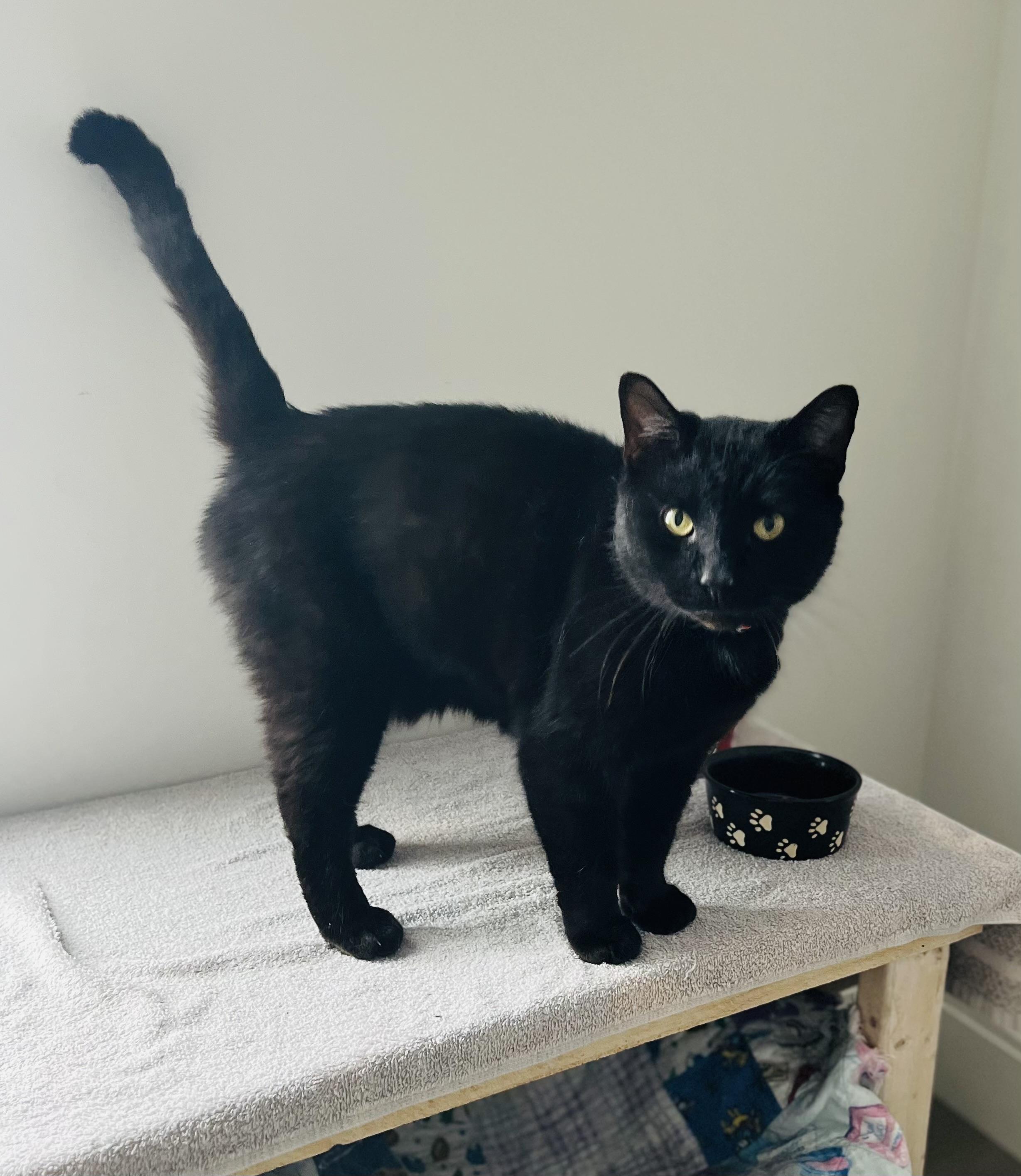 Enlarge Peter, a Adoptable Domestic Short Hair in St. Clair, MI image 1/2