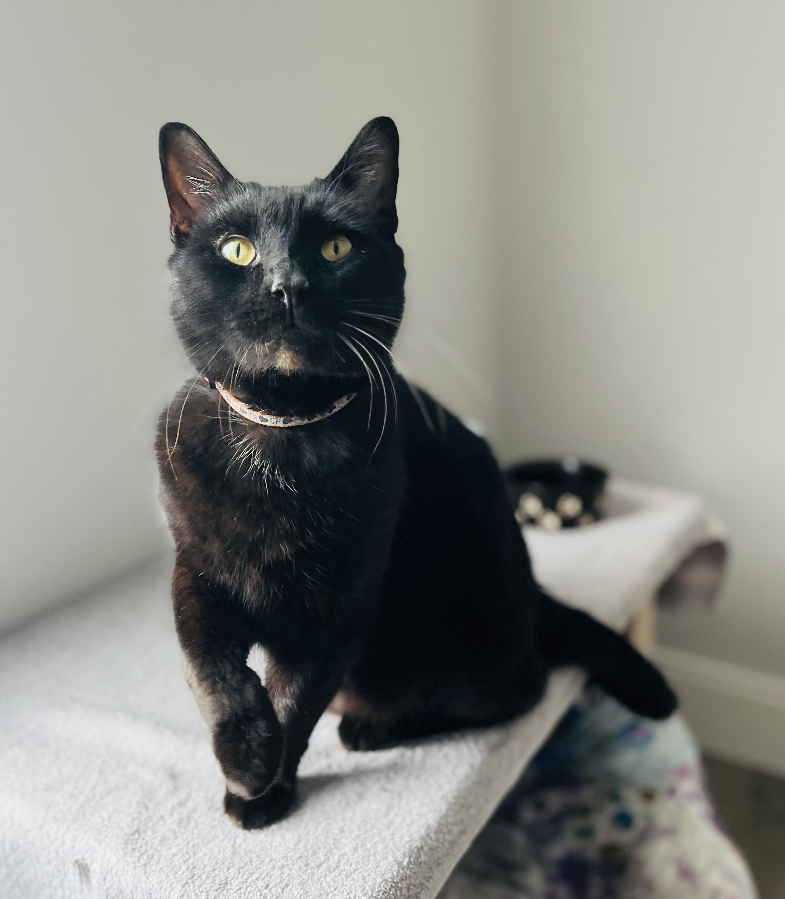 Enlarge Peter, a Adoptable Domestic Short Hair in St. Clair, MI image 2/2