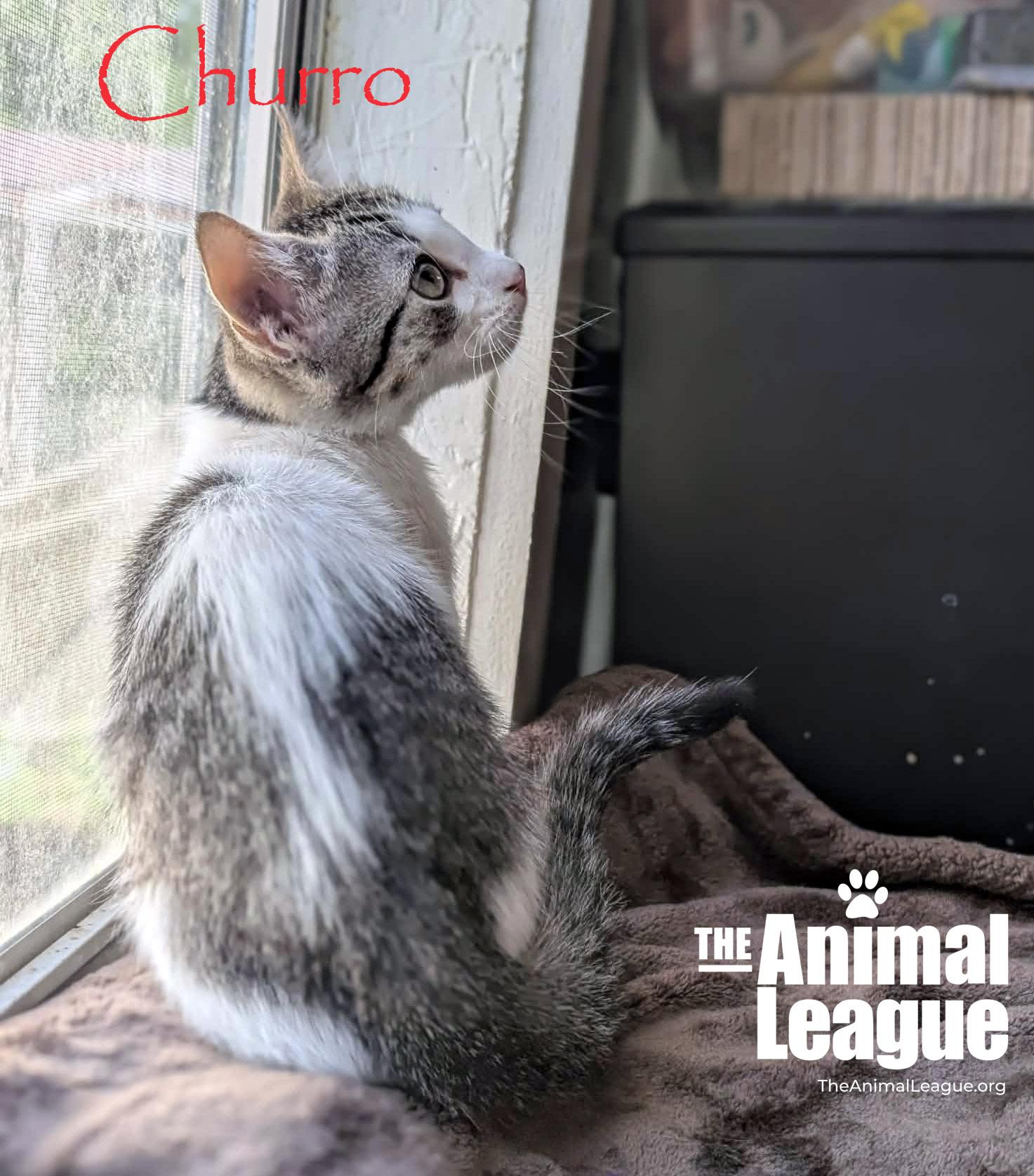 Churro, a ADOPTABLE Domestic Short Hair in Groveland, FL image 3/3