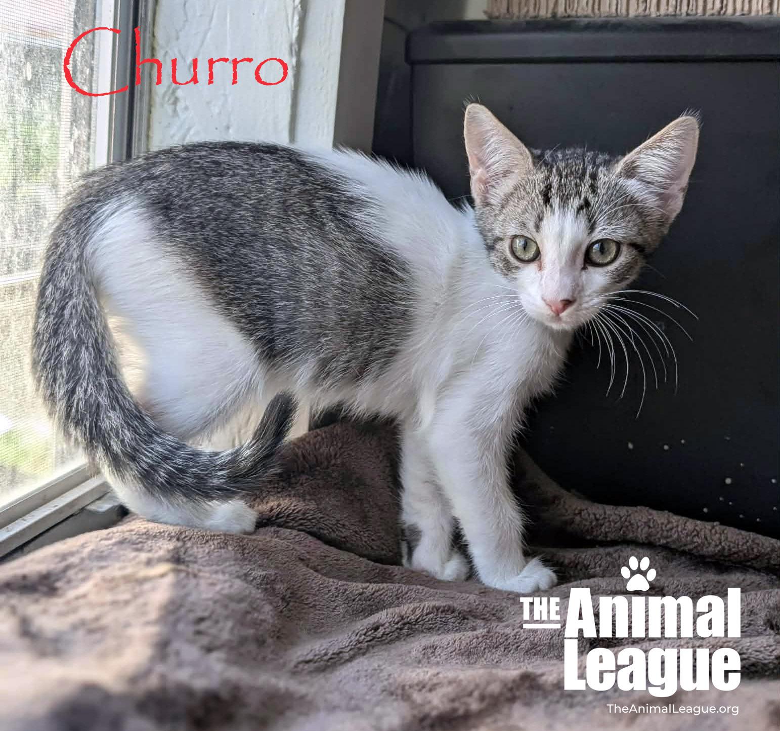 Churro, ADOPTABLE, Kitten Male Domestic Short Hair.