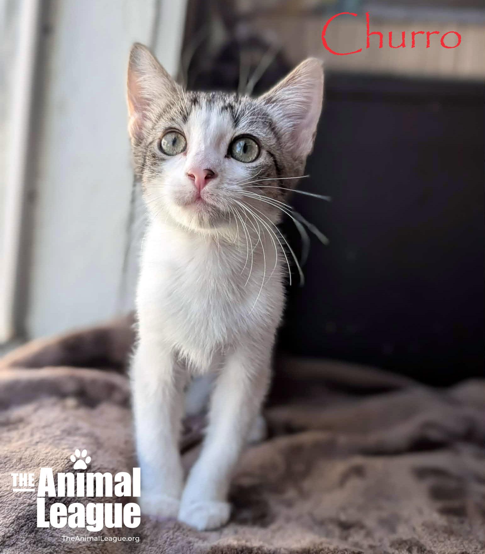 Churro, a ADOPTABLE Domestic Short Hair in Groveland, FL image 2/3