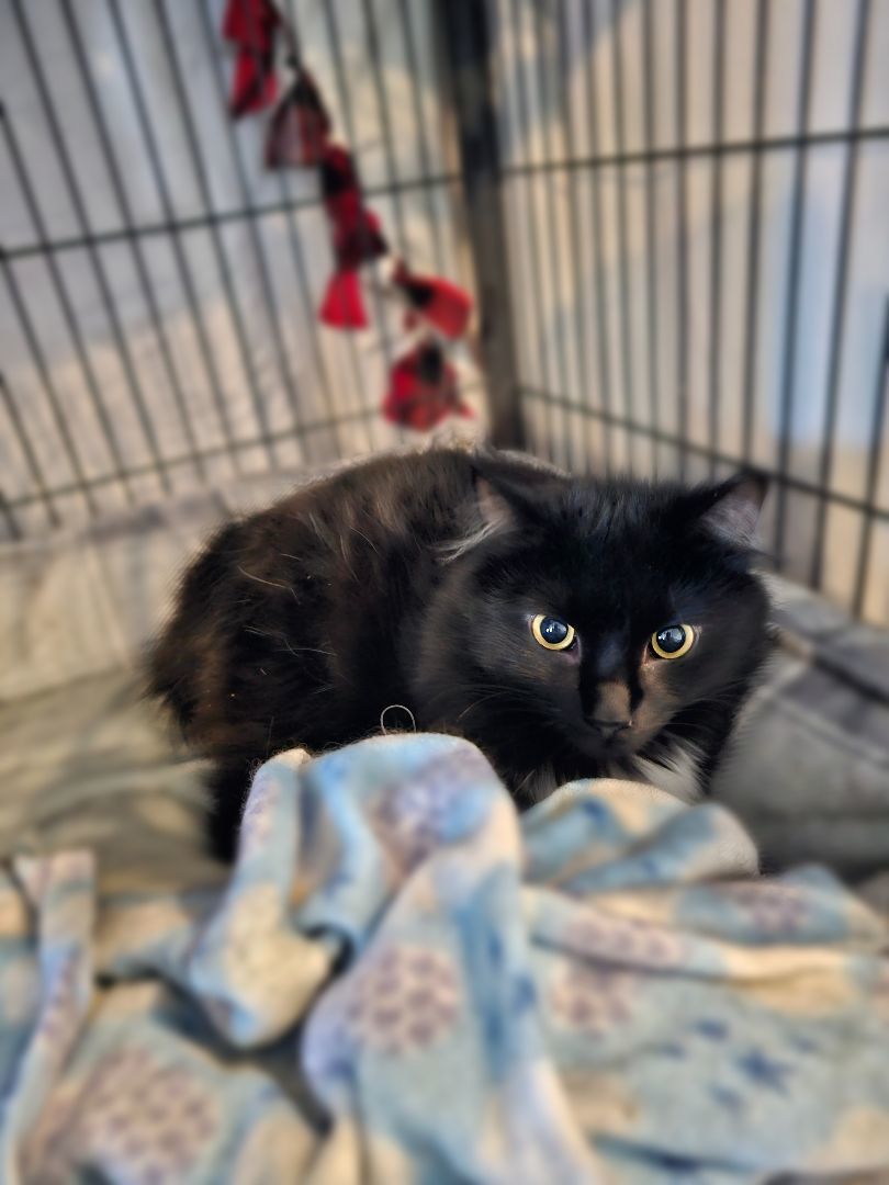 Malfoy, Adopted, Adult Male Domestic Long Hair.