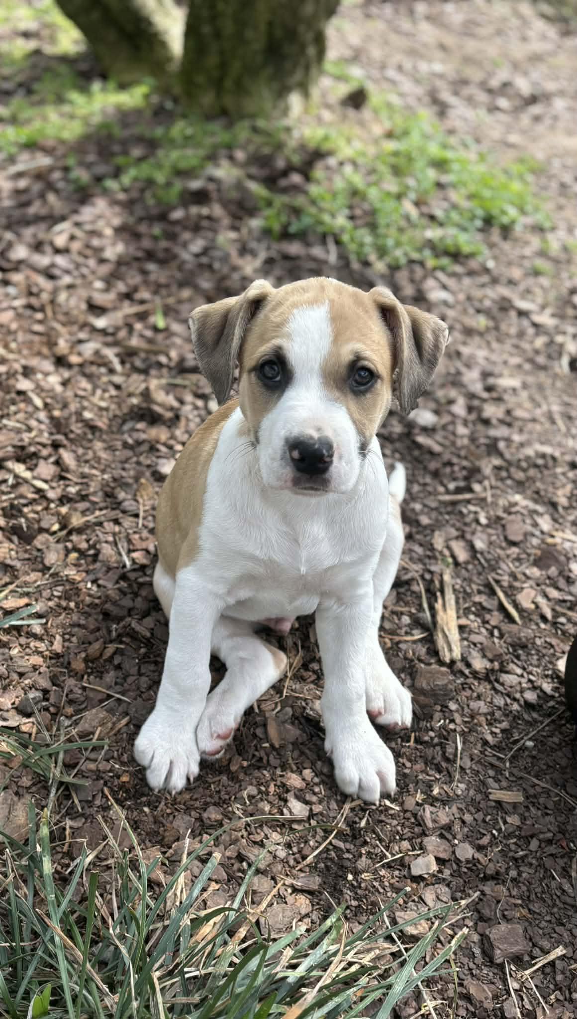 Enlarge Wemby, an adopted mixed breed in Brattleboro , VT image 1/5