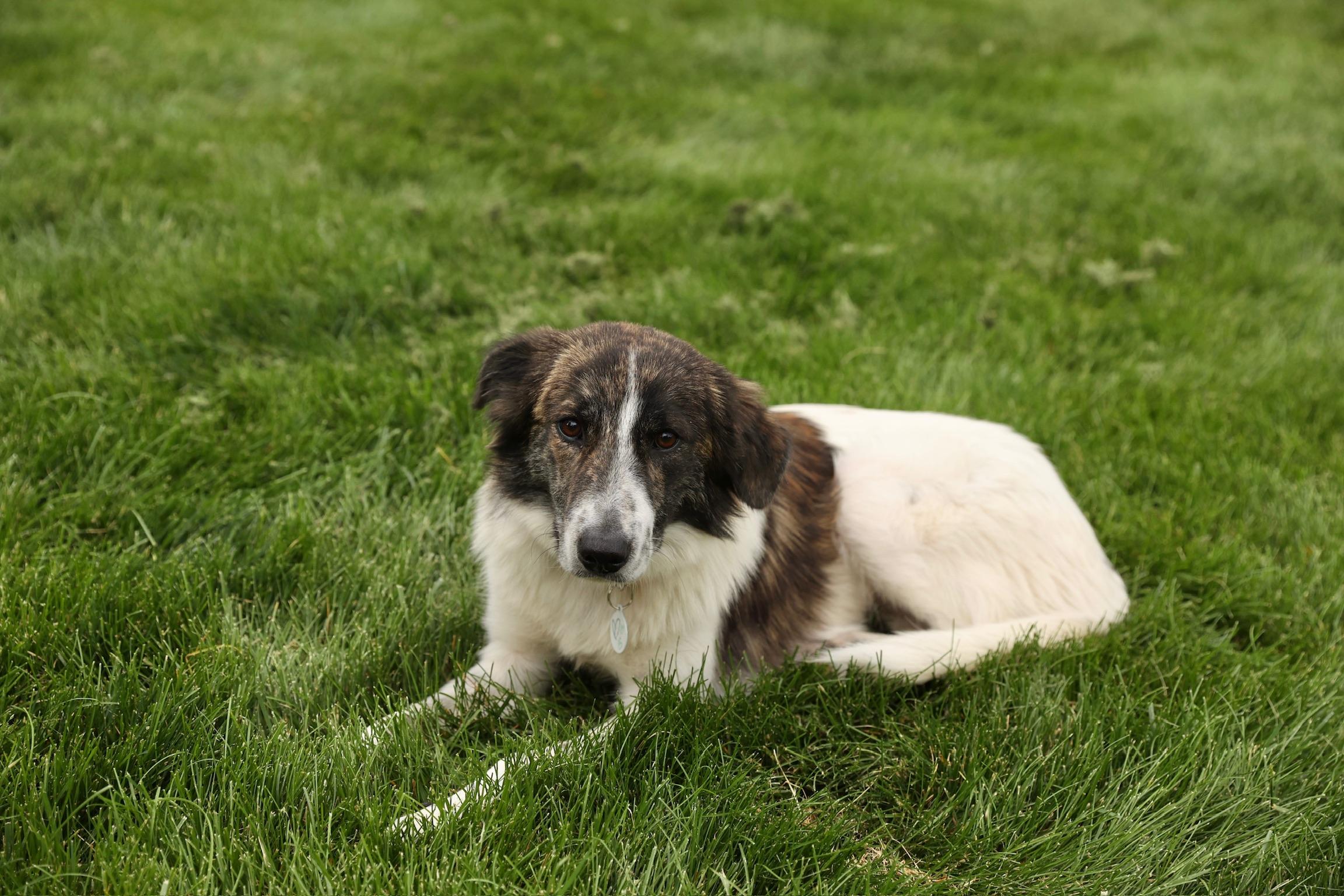Enlarge Molly, an adopted mixed breed in Lovettsville, VA image 1/6
