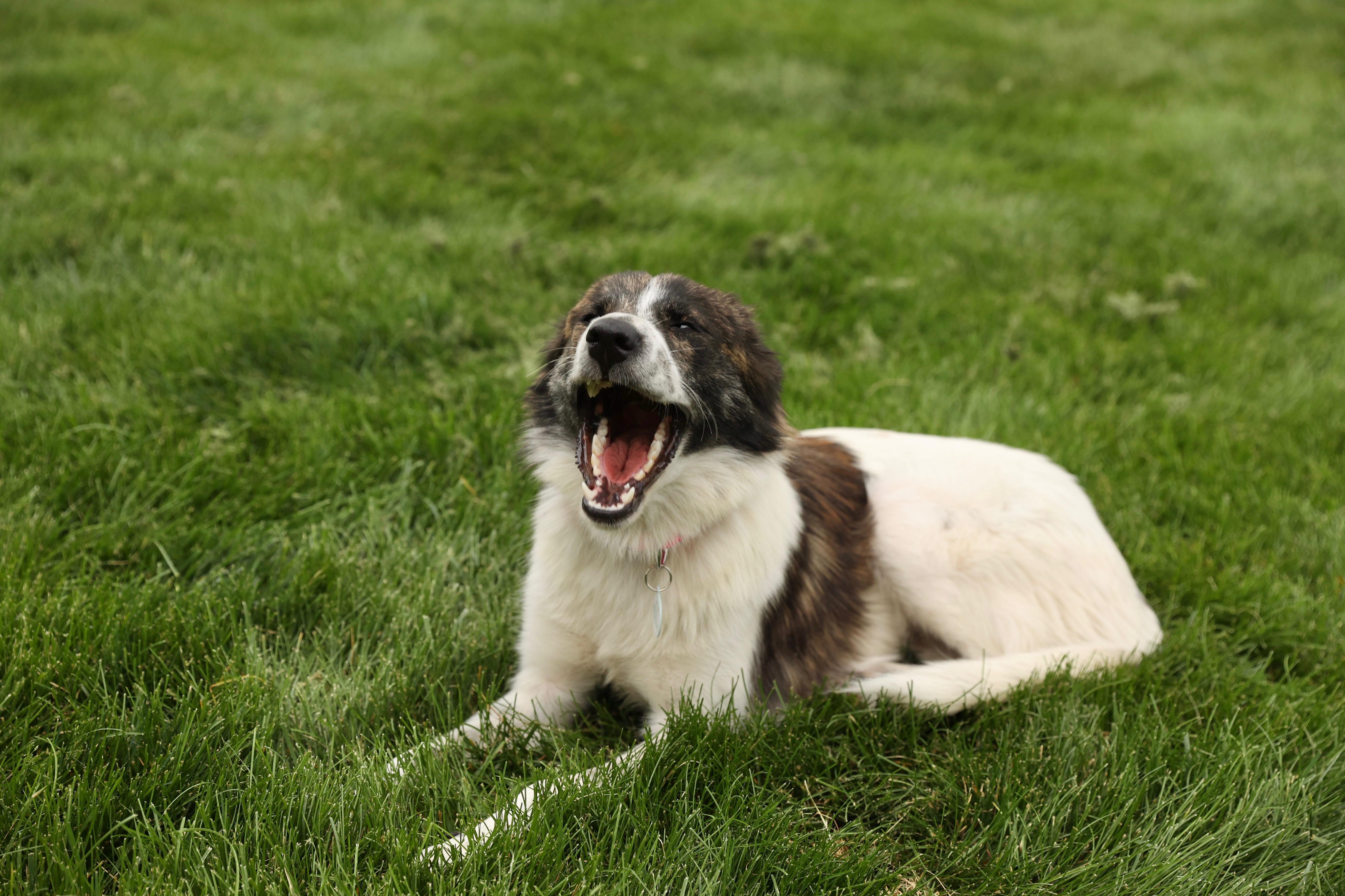 Enlarge Molly, an adopted mixed breed in Lovettsville, VA image 2/6