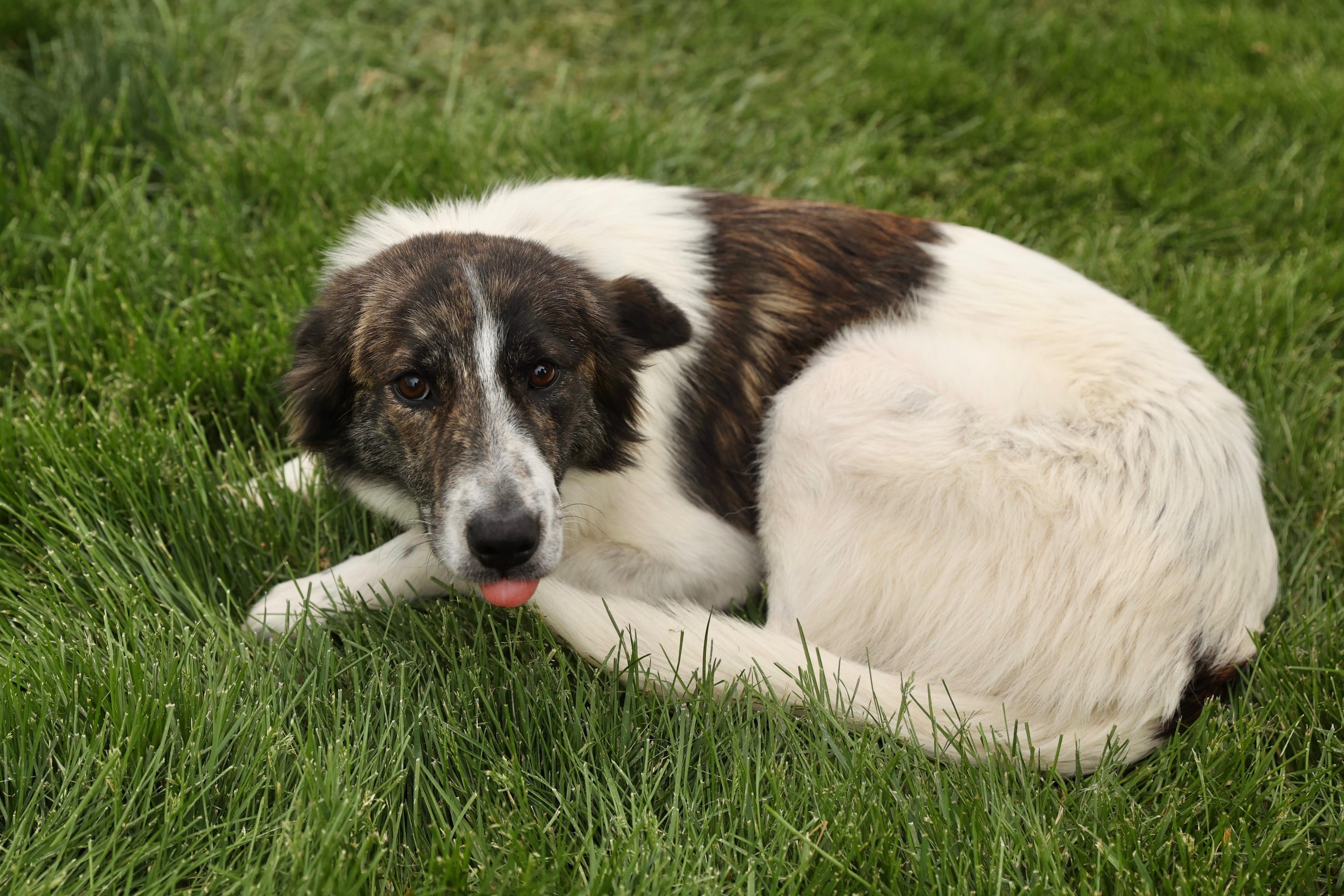 Enlarge Molly, an adopted mixed breed in Lovettsville, VA image 5/6