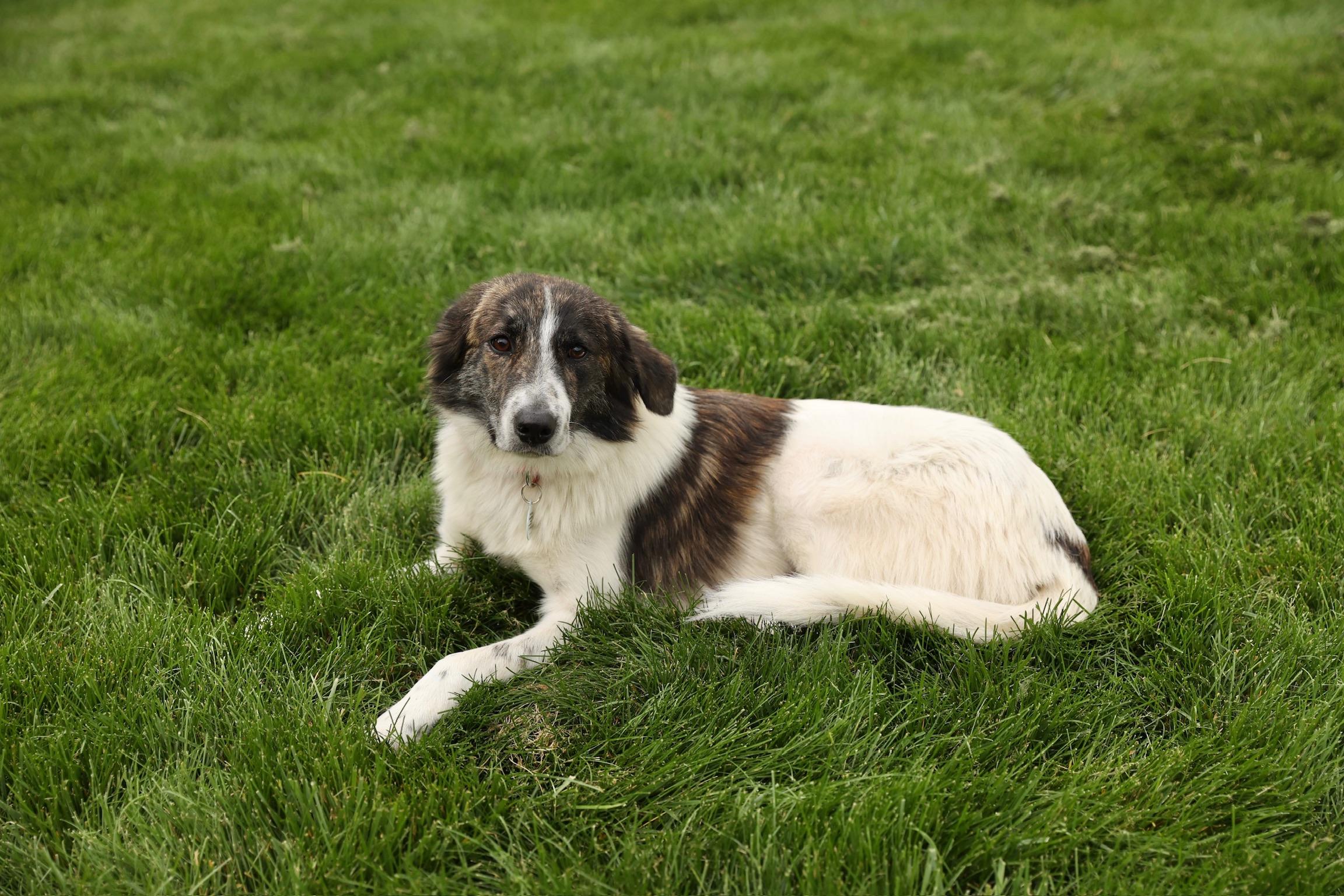 Enlarge Molly, an adopted mixed breed in Lovettsville, VA image 3/6