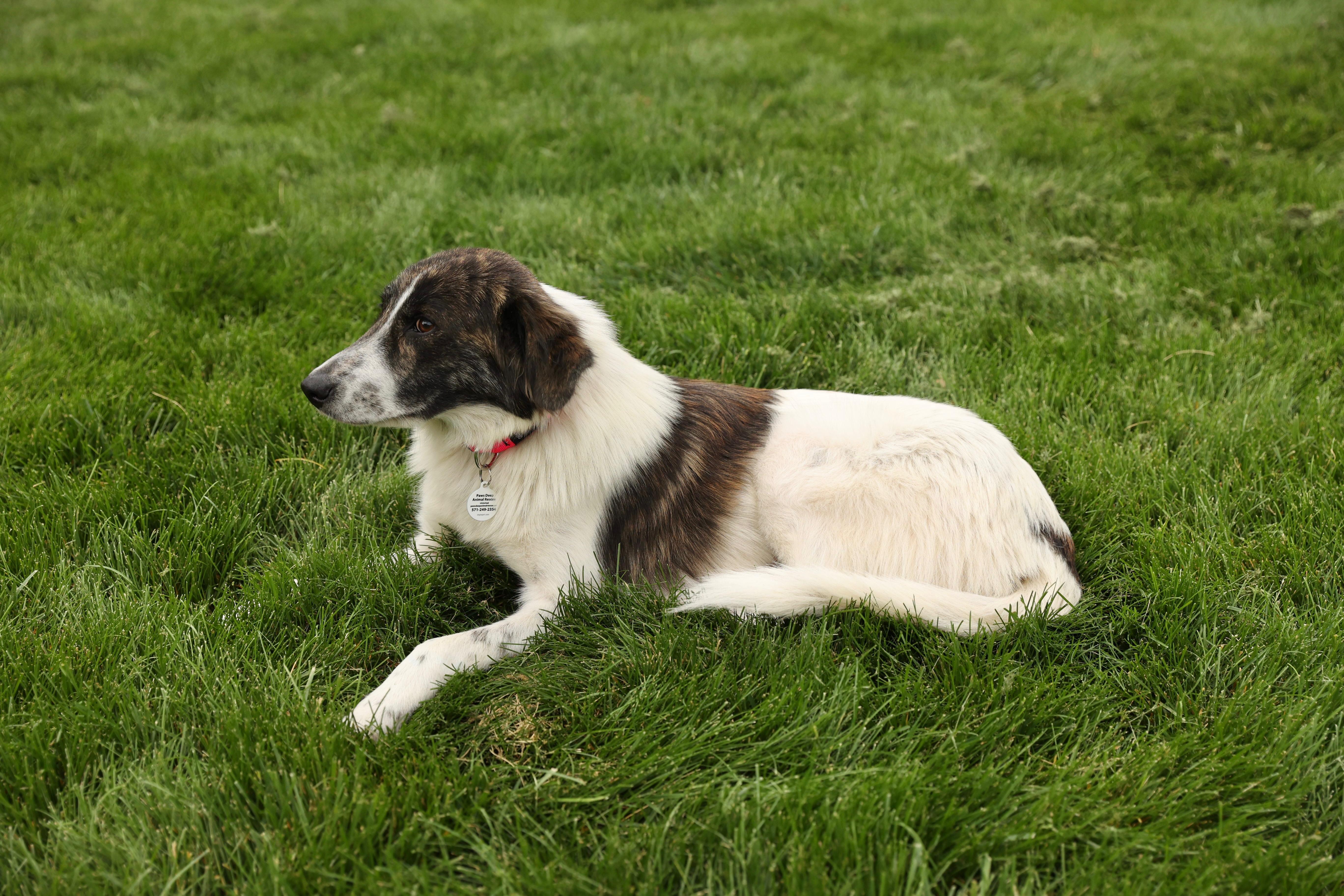 Enlarge Molly, an adopted mixed breed in Lovettsville, VA image 6/6
