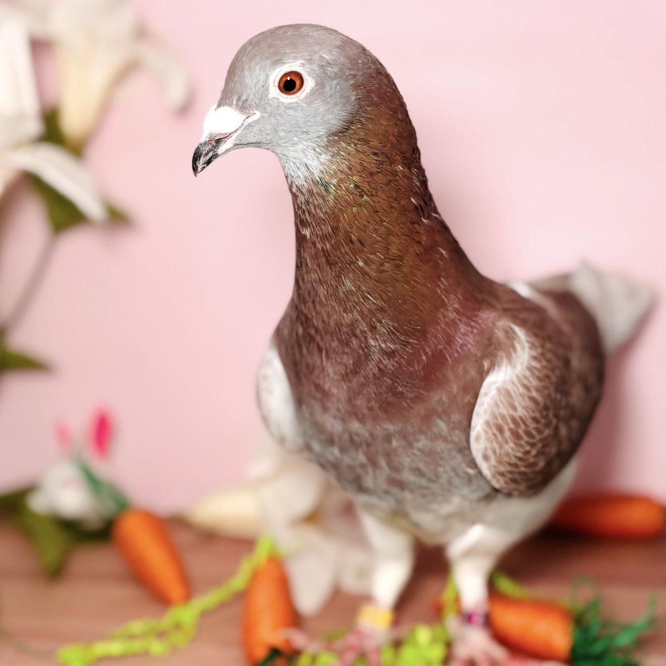 Enlarge Oscar Fred, an adopted Pigeon in Chicago, IL image 3/3