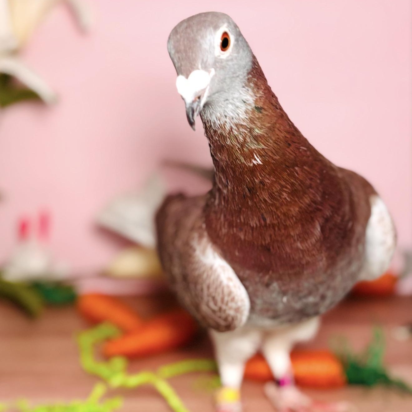 Enlarge Oscar Fred, an adopted Pigeon in Chicago, IL image 2/3