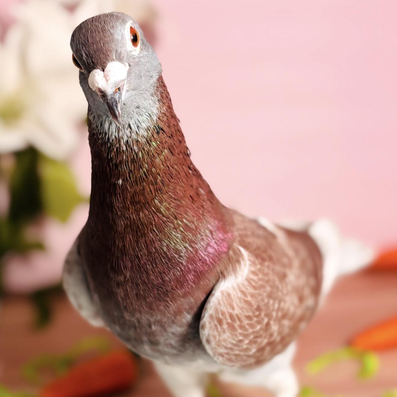 Oscar Fred, adopted, Adult Male Pigeon.