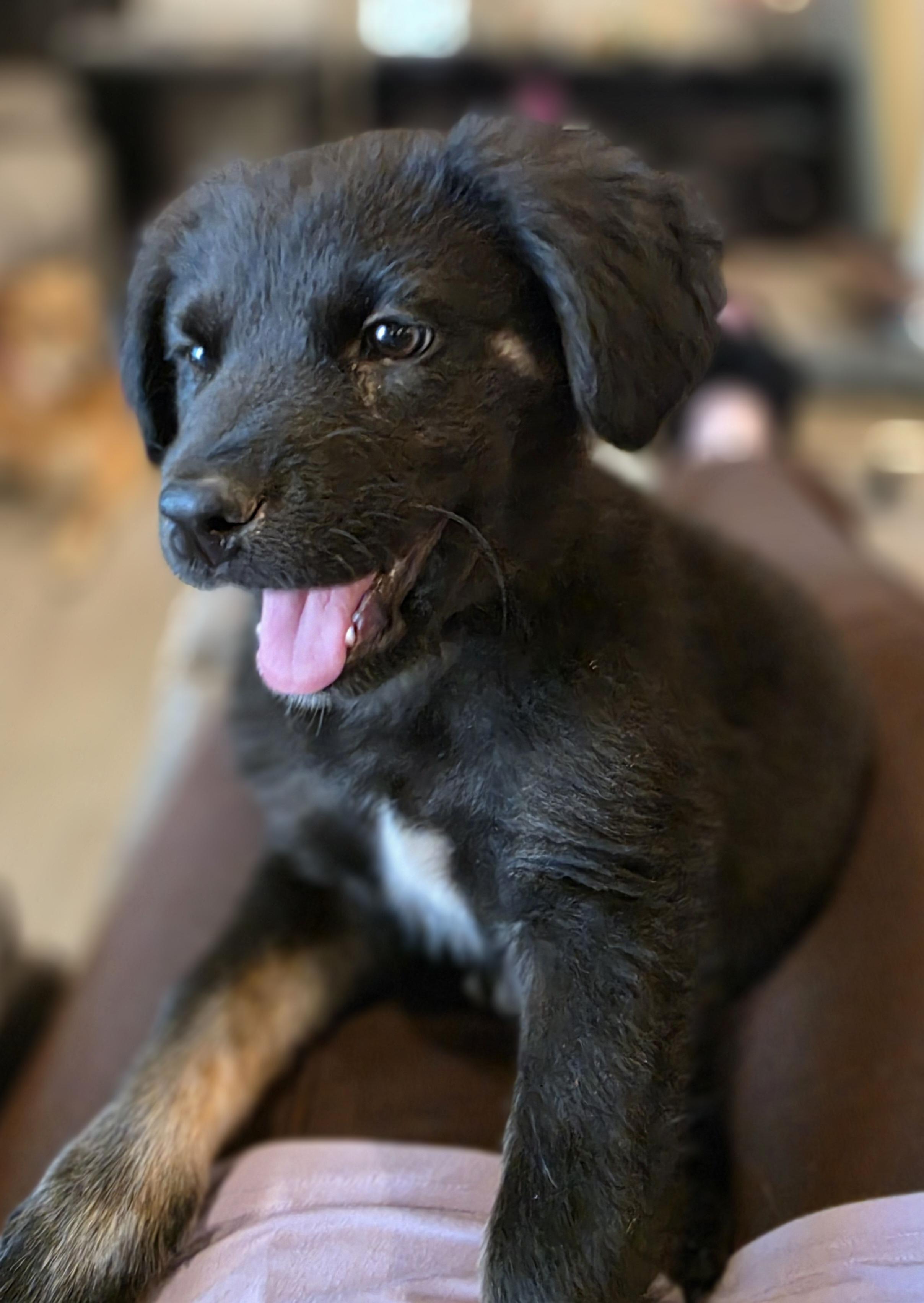 Rucker, a ADOPTABLE mixed breed in Tucson, AZ image 1/4