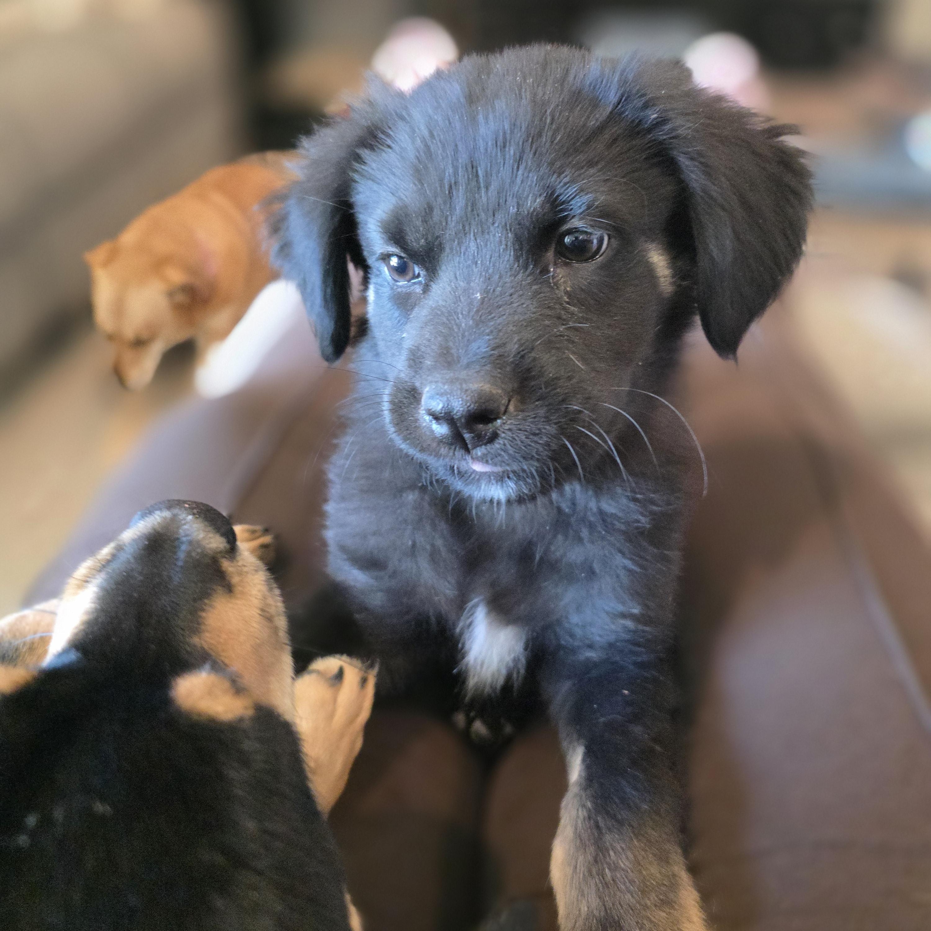 Rucker, a ADOPTABLE mixed breed in Tucson, AZ image 2/4