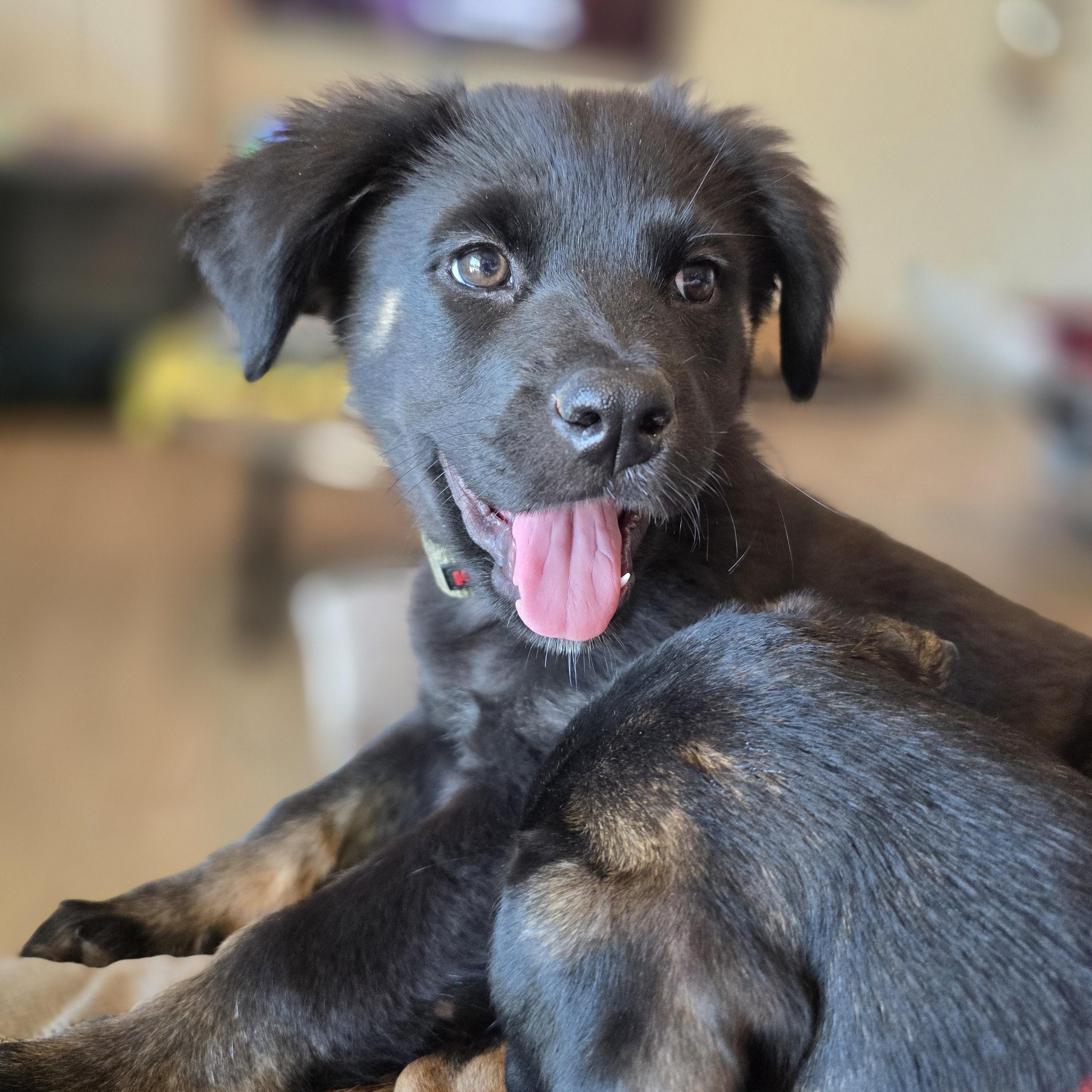 Rucker, a ADOPTABLE mixed breed in Tucson, AZ image 3/4