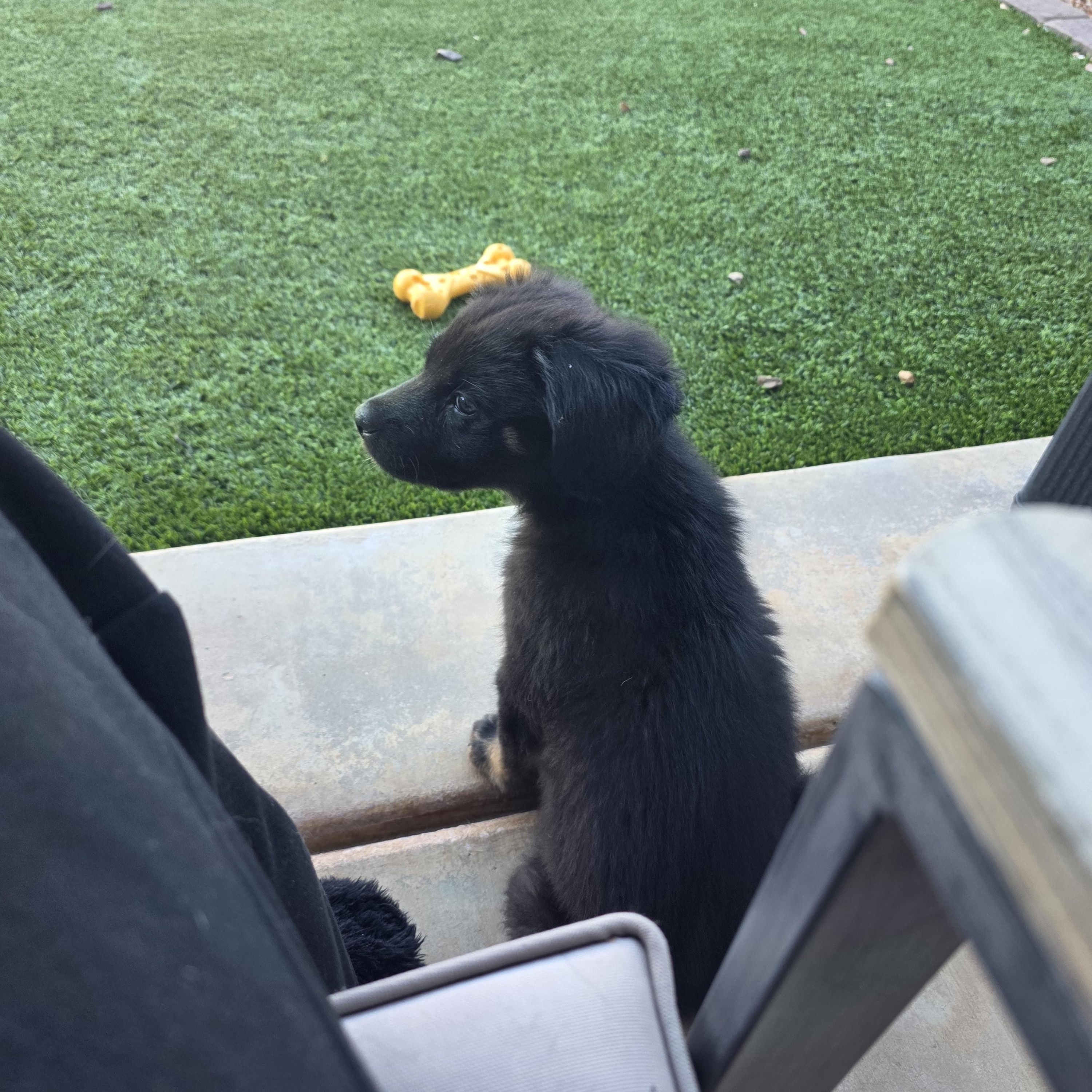 Rucker, a ADOPTABLE mixed breed in Tucson, AZ image 4/4