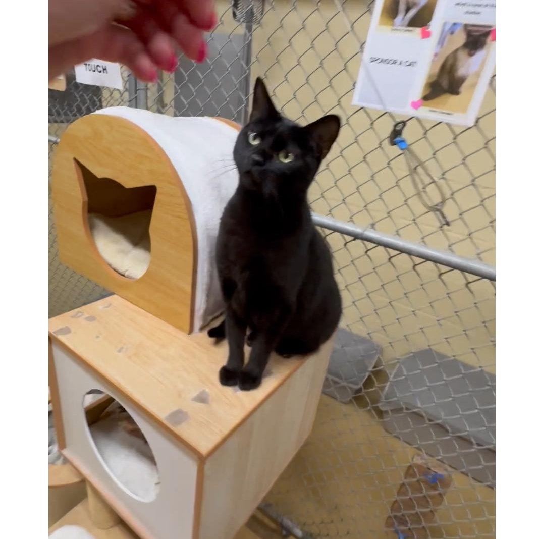 Mochi, a Adoptable Domestic Short Hair in North Kingstown, RI image 4/6