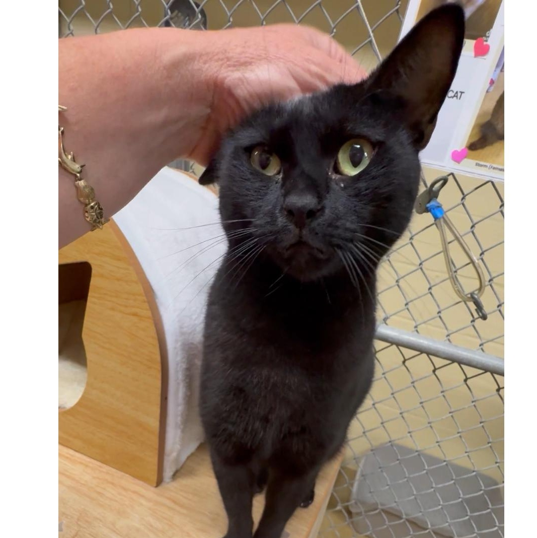 Mochi, Adoptable, Adult Male Domestic Short Hair.