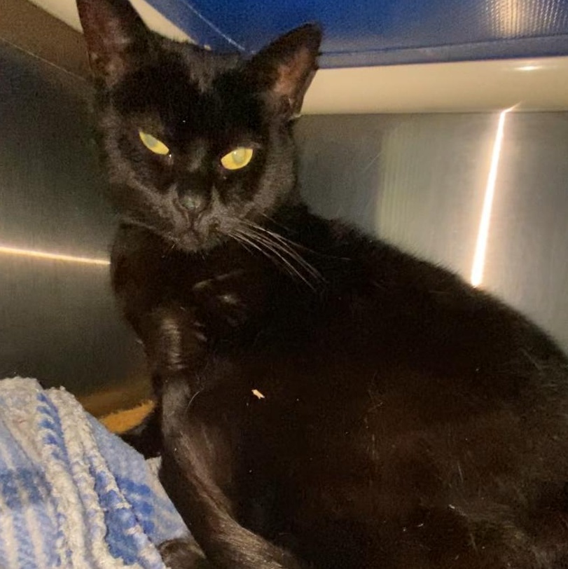 Mochi, a Adoptable Domestic Short Hair in North Kingstown, RI image 3/6