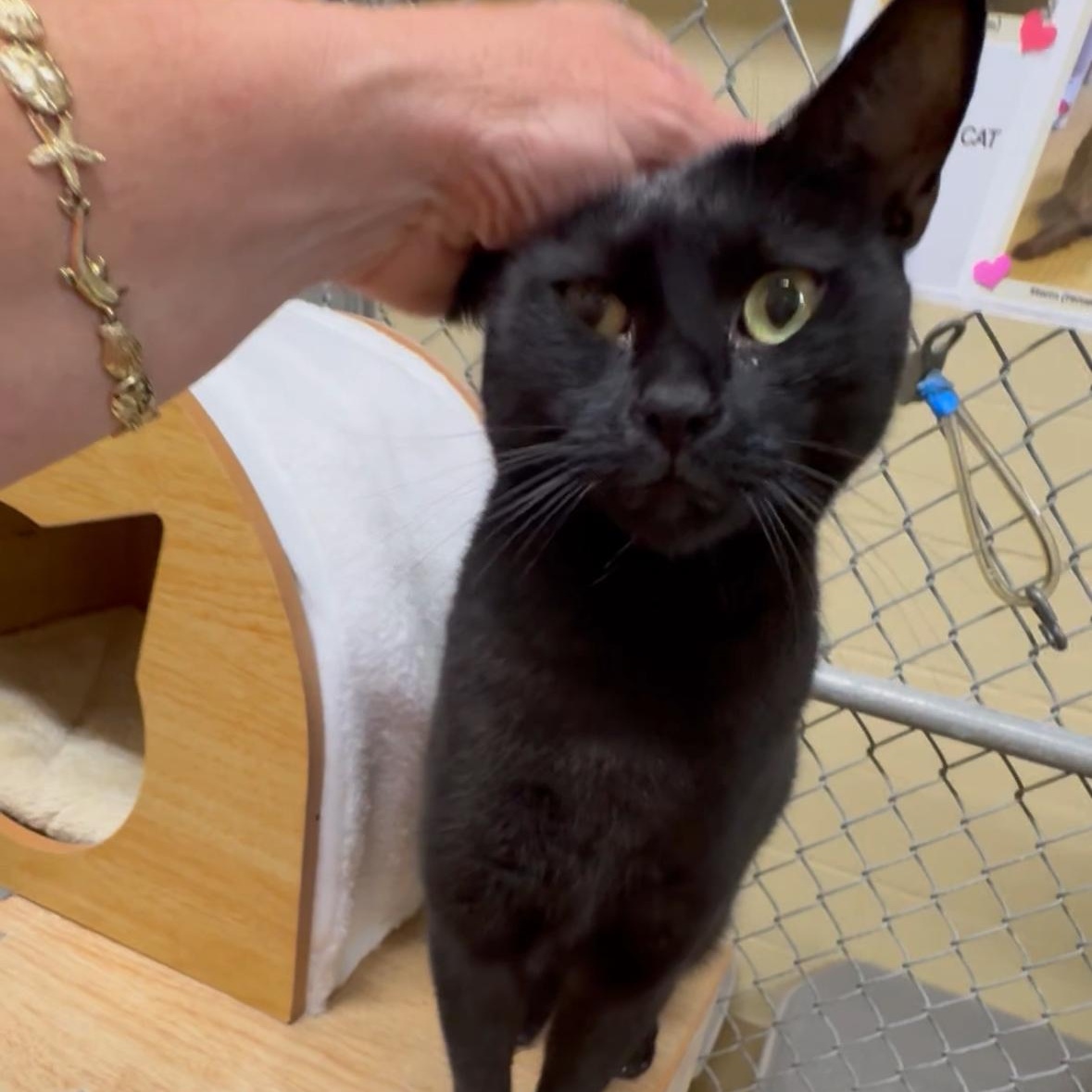 Mochi, a Adoptable Domestic Short Hair in North Kingstown, RI image 5/6