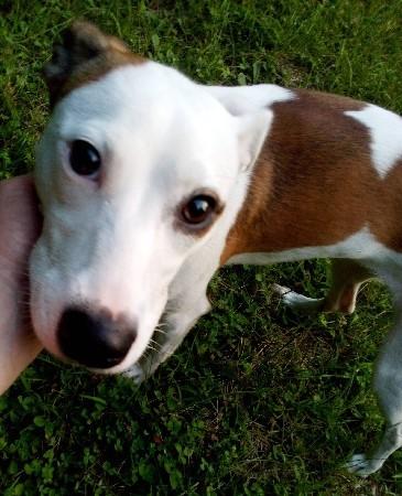 Sassy, adopted, Adult Female Hound & Jack Russell Terrier.