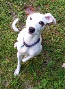 Enlarge Sassy, an adopted mixed breed in South Royalton, VT image 2/2