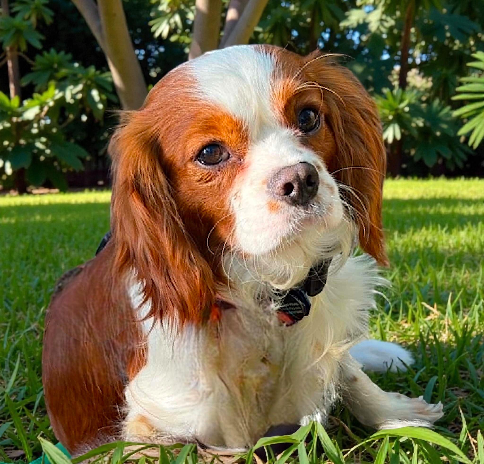 Enlarge Fabio, a Adoptable Cavalier King Charles Spaniel in Memphis, TN image 1/3