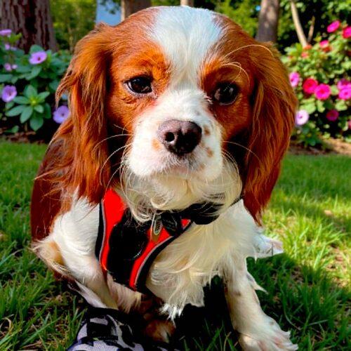 Enlarge Fabio, a Adoptable Cavalier King Charles Spaniel in Memphis, TN image 3/3