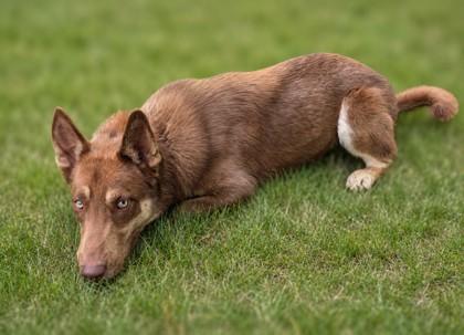Odin, Adoptable, Young Male Siberian Husky & Mixed Breed.