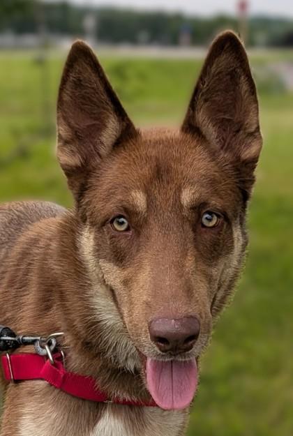 Odin, Adoptable, Young Male Siberian Husky & Mixed Breed.
