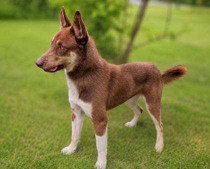 Enlarge Odin, a Adoptable mixed breed in Baraboo, WI image 3/3