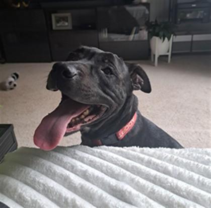 Enlarge PRECIOUS, a Adoptable Pit Bull Terrier in Derwood, MD image 1/1