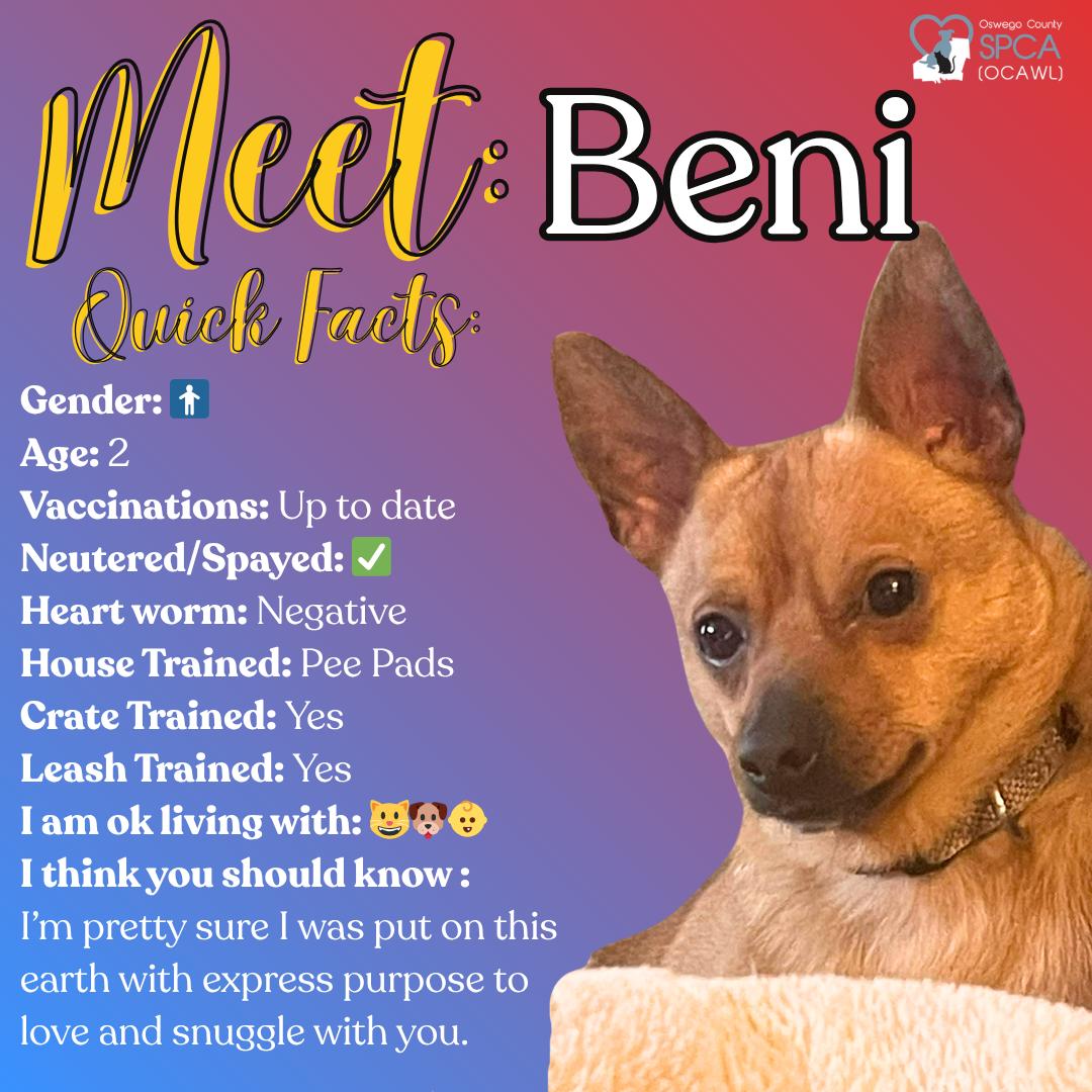 Beni, ADOPTABLE, Adult Male Chihuahua.