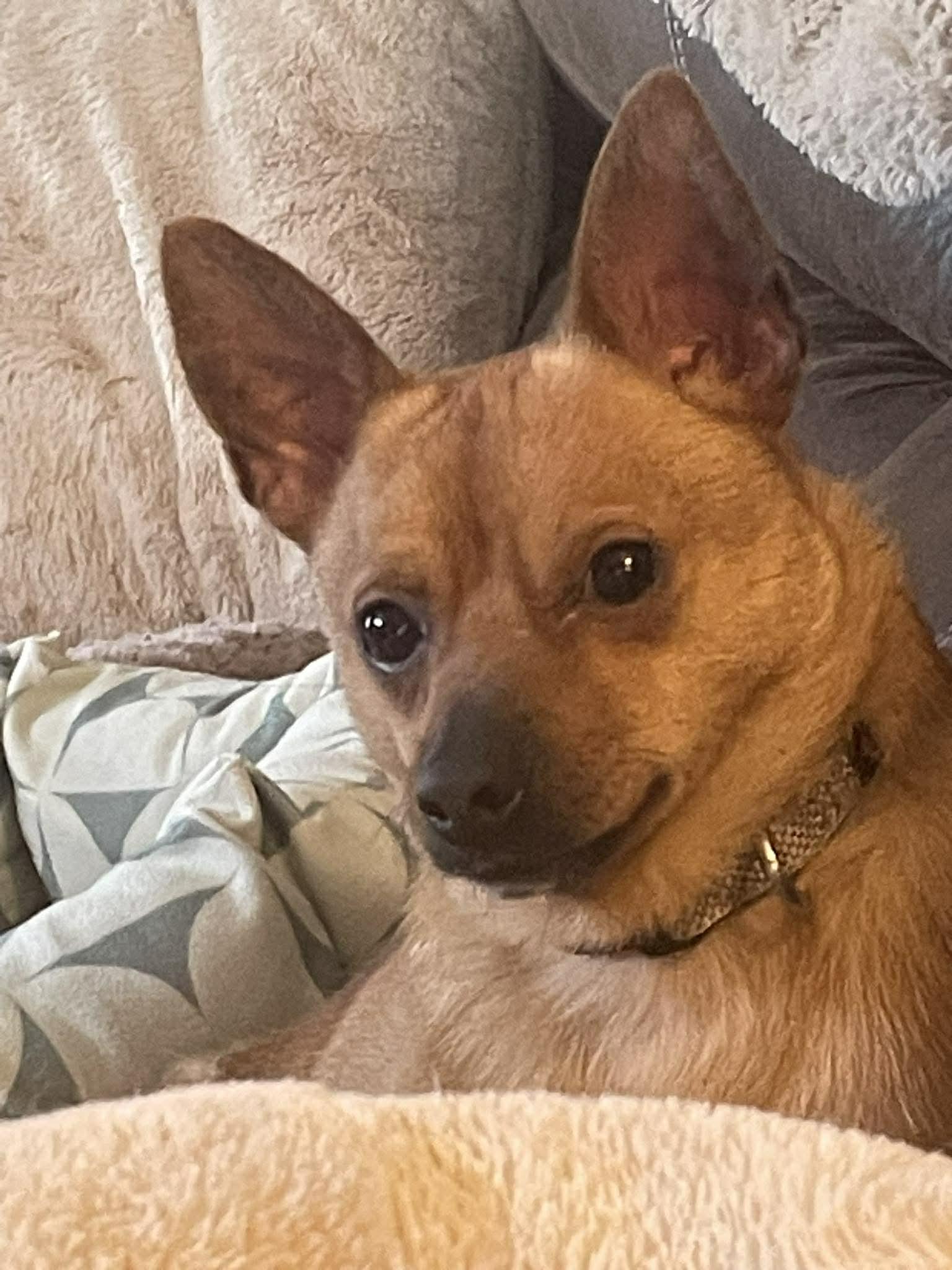 Enlarge Beni, a ADOPTABLE Chihuahua in Fulton, NY image 4/4