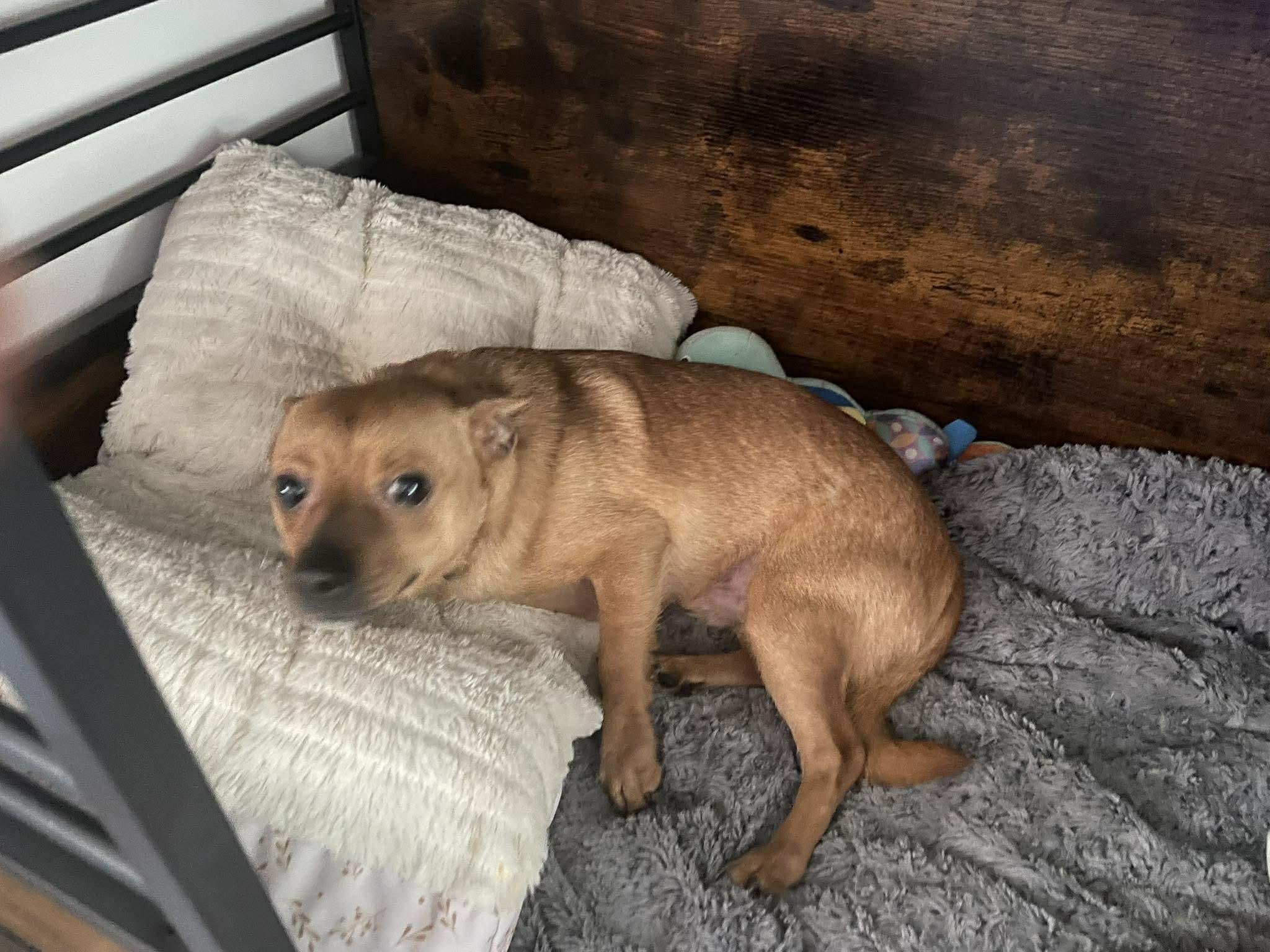 Enlarge Beni, a ADOPTABLE Chihuahua in Fulton, NY image 3/4