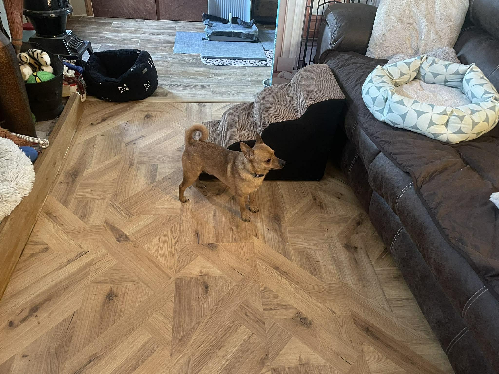 Enlarge Beni, a ADOPTABLE Chihuahua in Fulton, NY image 2/4