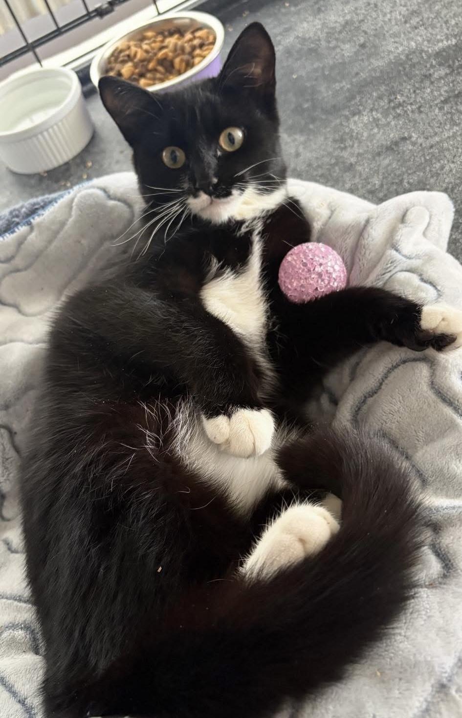 Enlarge MALITTA, a Adoptable Tuxedo in Delhi, ON image 2/6