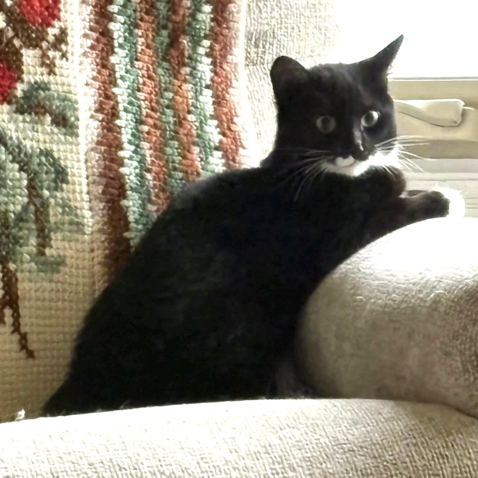 Enlarge MALITTA, a Adoptable Tuxedo in Delhi, ON image 5/6