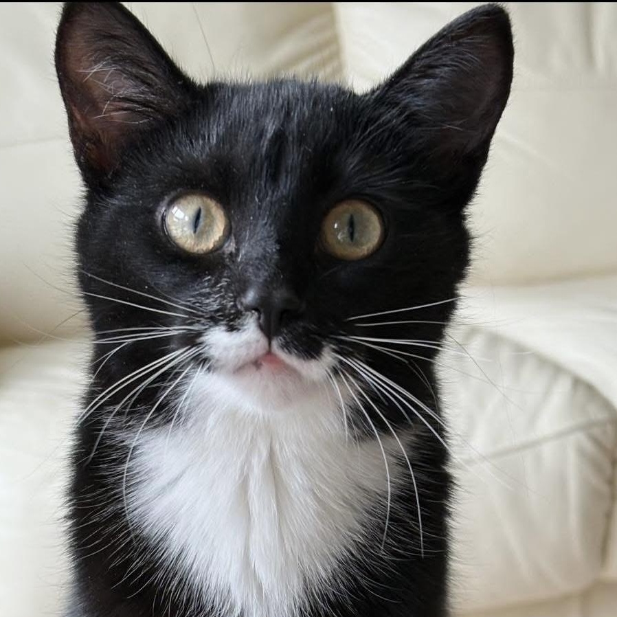 Enlarge MALITTA, a Adoptable Tuxedo in Delhi, ON image 1/6