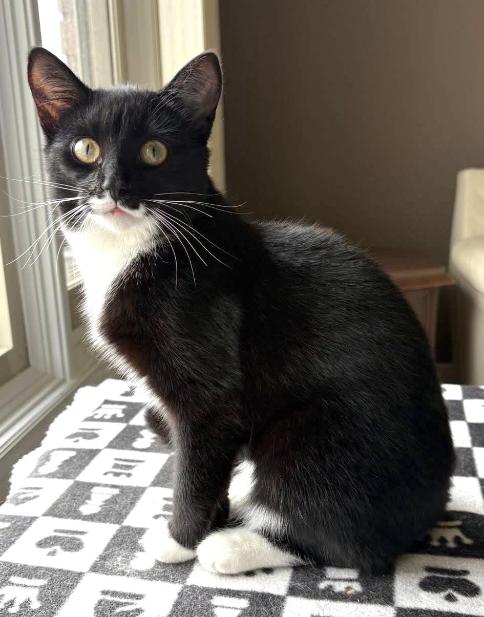Enlarge MALITTA, a Adoptable Tuxedo in Delhi, ON image 6/6