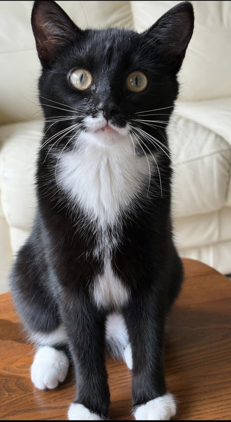 Enlarge MALITTA, a Adoptable Tuxedo in Delhi, ON image 3/6